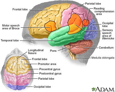 parts of the human brain and functions