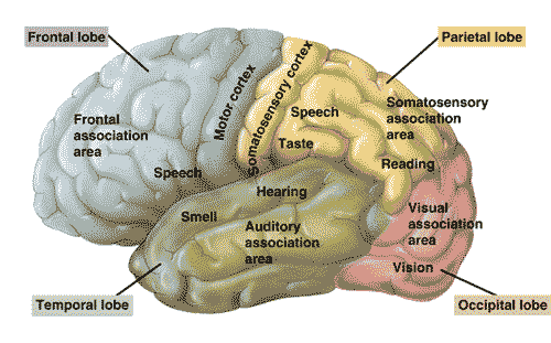 parts of the human brain and functions