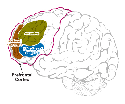 meditation-prefrontal-cortex